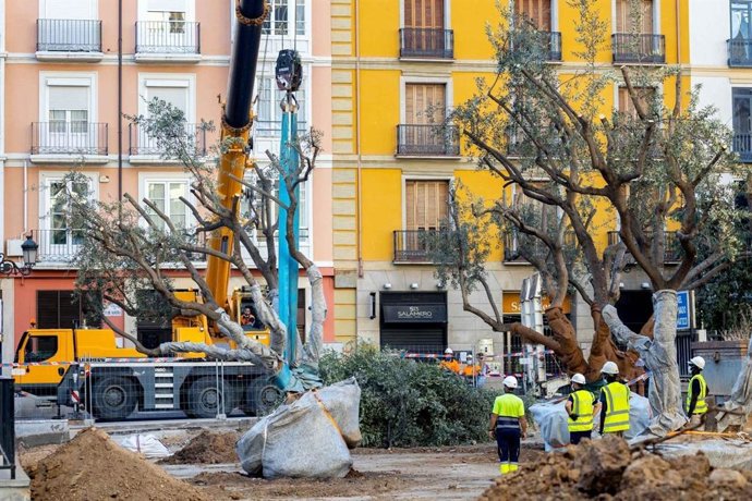 Los once olivos de la plaza de Miguel Salamero de Zaragoza se retiran bajo un estricto protocolo de trasplante.
