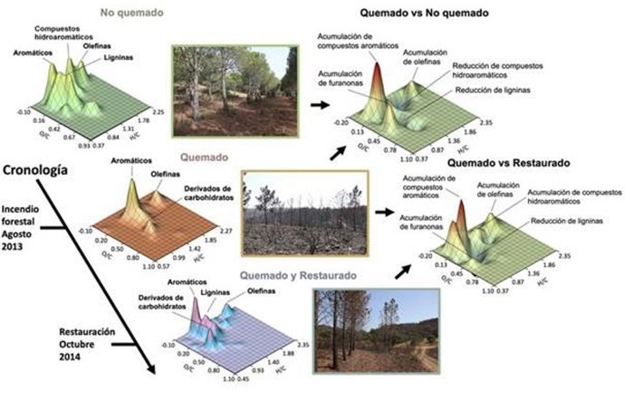 Investigadores del MNCN-CSIC concluyen que restaurar la composición original del suelo tras un incendio es posible, pero a largo plazo.