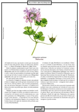 Lámina de la Malva-rosa