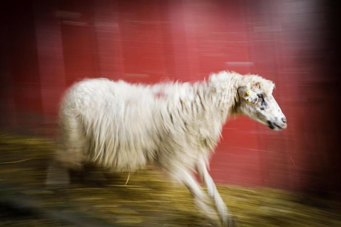 Una oveja sale de los establos de la empresa ganadera Lechal Colmenar, en una foto de archivo