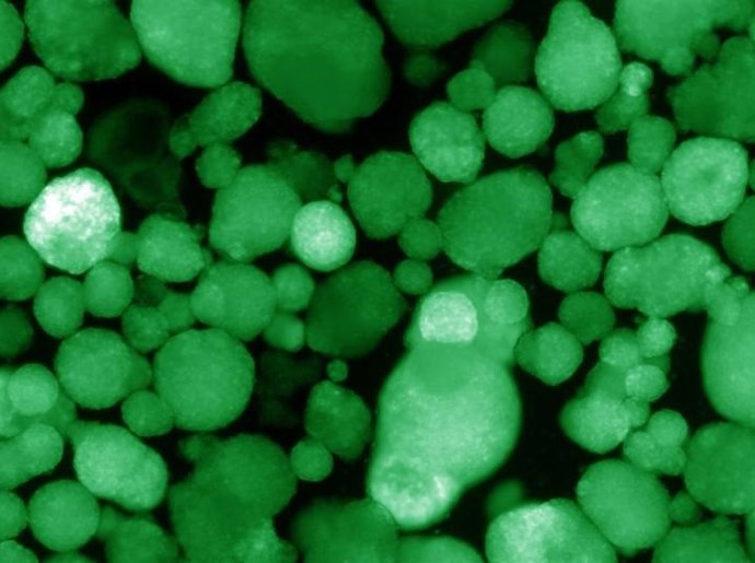 Organoides similares a islotes humanos que expresan insulina, que se indica con el color verde.