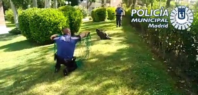 Policías municipales rescatan a un buitre de unos jardines del distrito madrileño de Hortaleza