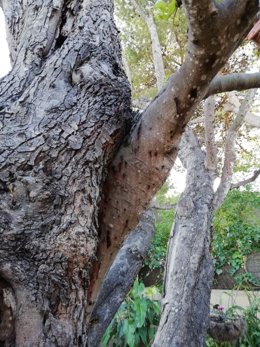 Árbol afectado por Xylosandrus