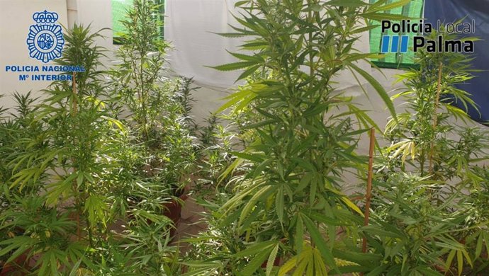 La Policía Nacional Y La Policía Local Detienen A Un Hombre Por Un Delito Contra La Salud Pública