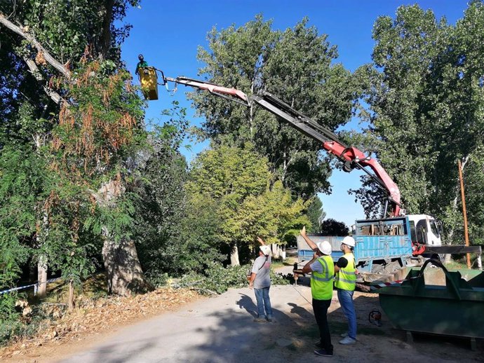 El Ayuntamiento de Teruel tala el árbol que se partió hace dos semanas en la zona de la Moratilla