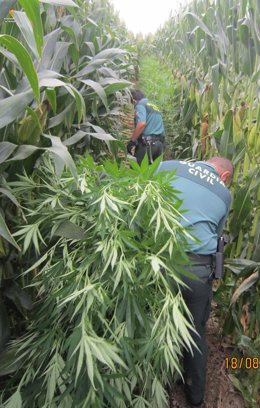 Desmantelan una plantación de marihuana en un campo de maíz de Sant Pere Pescador (Girona)