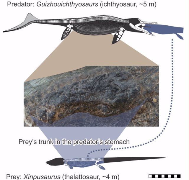 El estómago de este ictiosaurio fósil de 240 millones de años contiene la sección media de otro reptil marino que en vida habría sido solo un poco más pequeño.