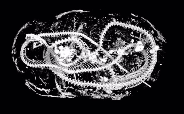 Momias de animales desenvueltas con rayos X en 3D de alta resolución