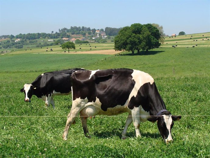 Vacas pastando en un campo gallego