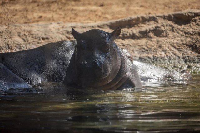 Bebé hipopótamo GORI