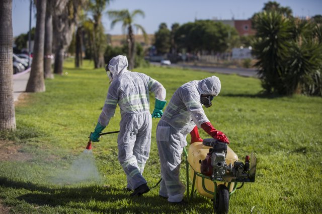 Equipo de fumigación esta semana en Coria del Río