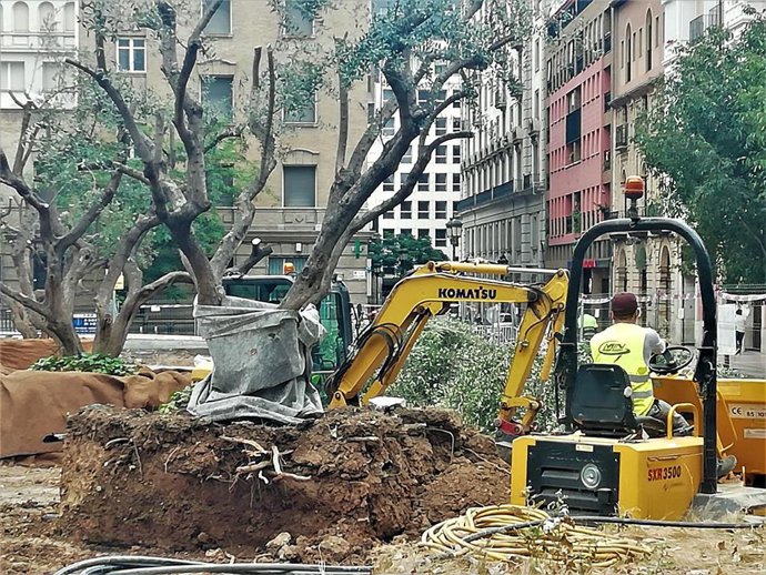 Traslado de árboles de la plaza Salamero