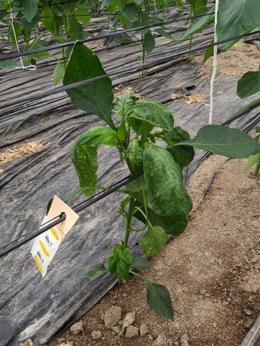 COAG muestra su "preocupación" por la "alta virosis" en los cultivos de hortaliz