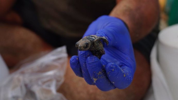 Cría de tortuga marina nacida en Sa Mesquida (Mahón).