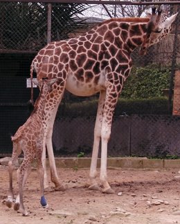 Cría de jirafa nacida en el Zoo de Jerez