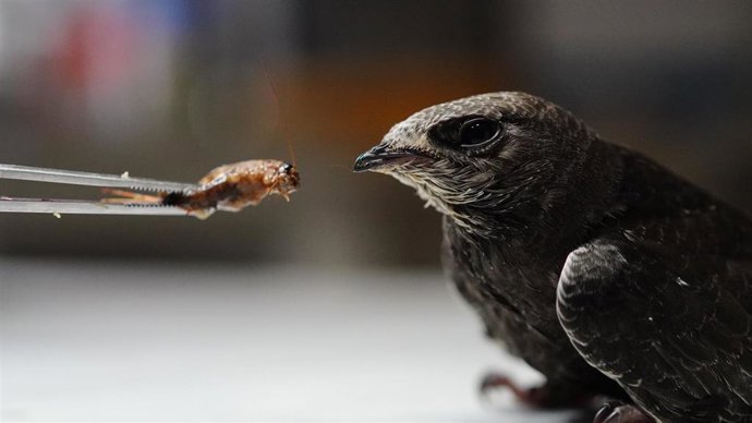 Vencejo siendo alimentado.