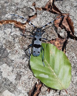 El Parque Natural del Moncayo estudia, divulga y conserva el insecto amenazado Rosalia alpina.