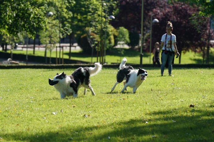 Un hombre pasea junto a dos perros en el primer día de desconfinamiento  (País Vasco), a 2 de mayo de 2020.
