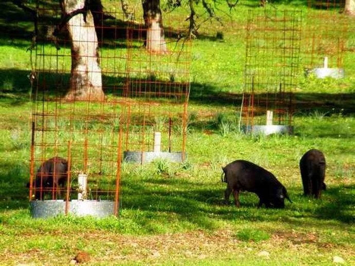 Andalucía cuenta con más de medio millón de hectáreas de producción integrada y 