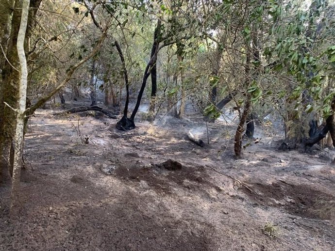 Incendios.- Continúan las tareas de extinción del incendio ya estabilizado en La Gomera