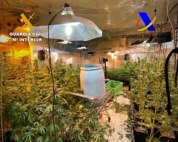 Plantas de marihuana intervenidas en una operación de desmantelamiento de la banda 'Helss Angels' en Tenerife