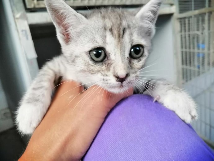 Uno de los cachorros de gato que ha llegado a la protectora Scooby.