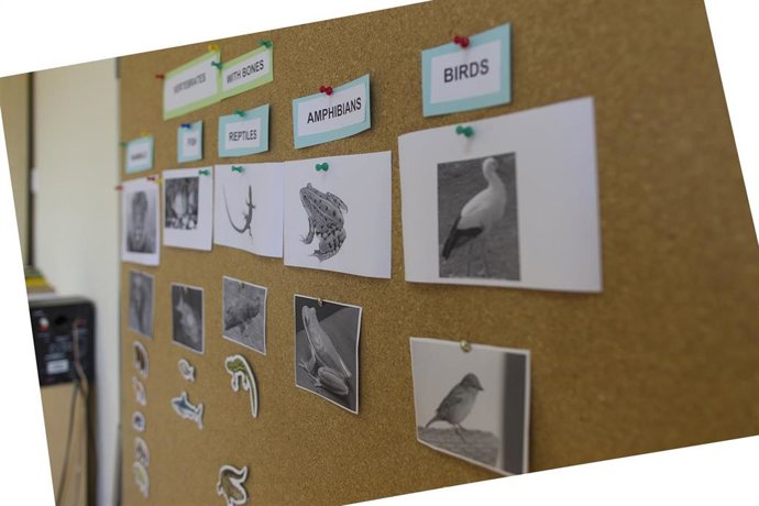 Colegio bilingüe, escuela, aula, primaria, clase, niño, niña, niños, deberes, aprender inglés