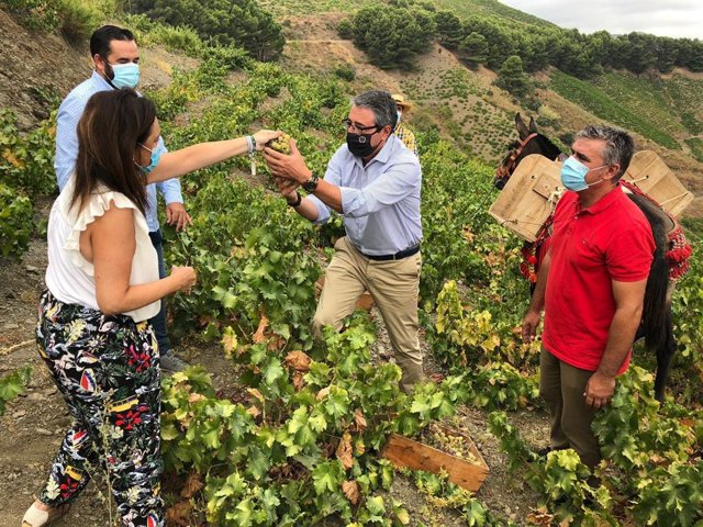 Francisco Salado durante un encuentro con representantes de la Asociación Moscatel y con alcaldes de la comarca y representantes de la Mancomunidad de Municipios de la Axarquía