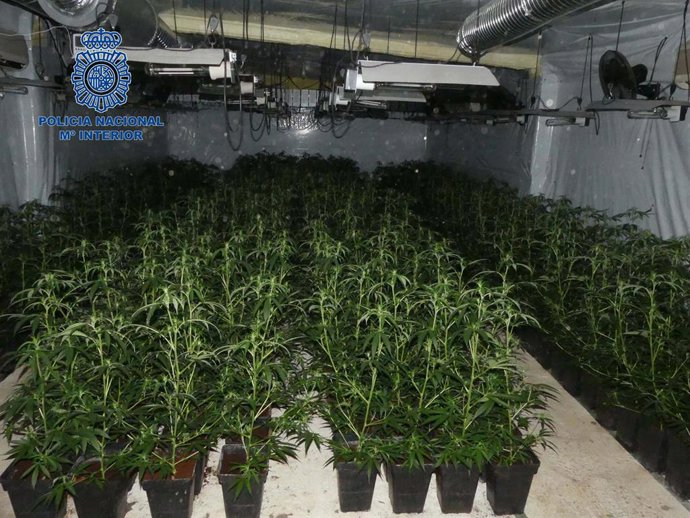 Plantación de marihuana incautada este año en Villanueva de la Serena