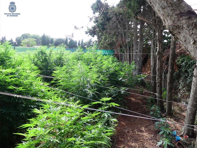 Plantación de marihuana desmantelada en Ciutadella.