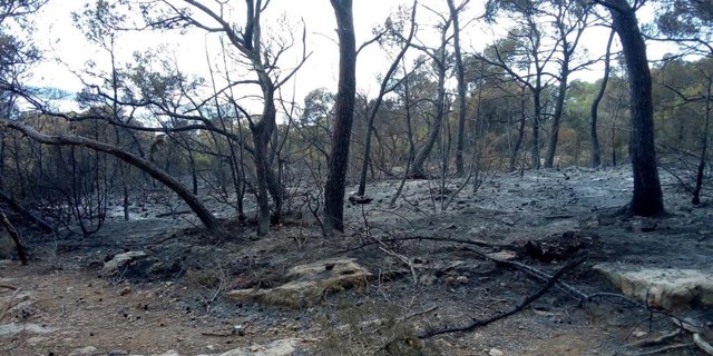 Pinos quemados en el incendio de Sant Antoni.