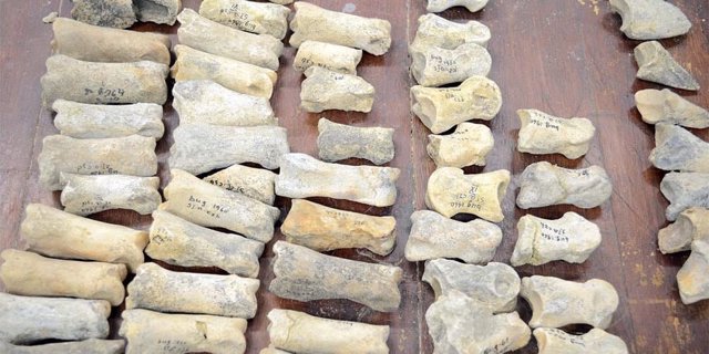 Huesos fósiles del yacikiento de Graunceanu
