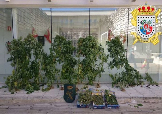 Sucesos.- Detenido en Gormaz (Soria) por cultivar 23 plantas de marihuana en el 