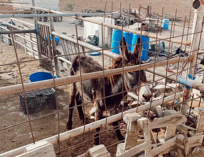 Burro que se recupera en Oasis WildLife