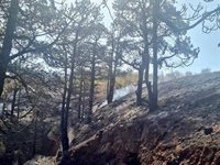 El incendio de Garafía (La Palma) quema media docena de viviendas