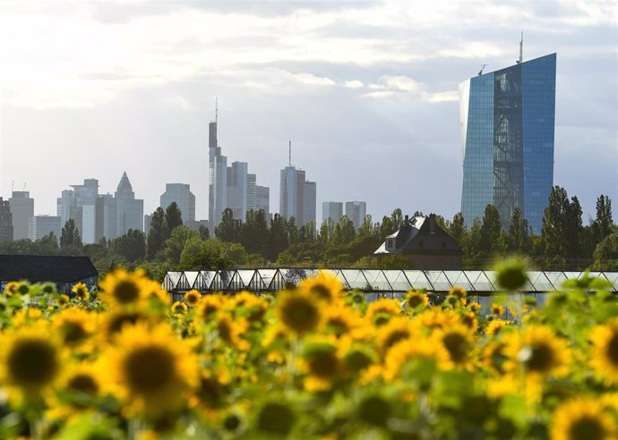 Girasoles en las inmediaciones de Frankfurt