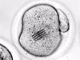 Foto: Congelar embriones y transferirlos en diferido no afecta al éxito de los tratamientos de reproducción
