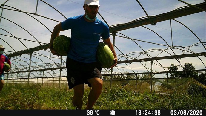 Un trabajador en una finca de sandías