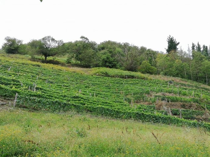 Economía.- Las exportaciones españolas de vino cierran con caídas del 7% la prim
