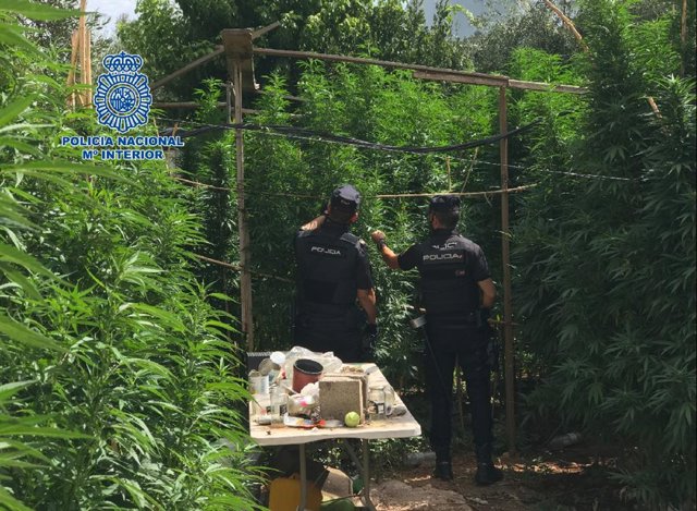 Comisaría Provincial De Castellón Remitiendo Nota De Prensa Marihuana Partida Bovalar