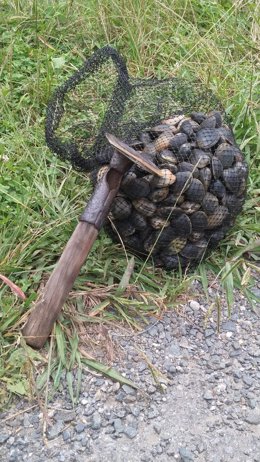 Intervenidos 14 kilos de almeja extraídos de forma irregular en Mugardos (A Coruña).