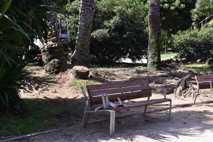 Zona del parc de la Ciutadella (Barcelona) on ahir, dimarts dia 25 d'agost, va perdre la vida un home de 41 anys i va resultar ferida una dona en caure'ls damunt una palmera del recinte. A Barcelona, Catalunya, (Espanya), a 26 d'agost de 2020.