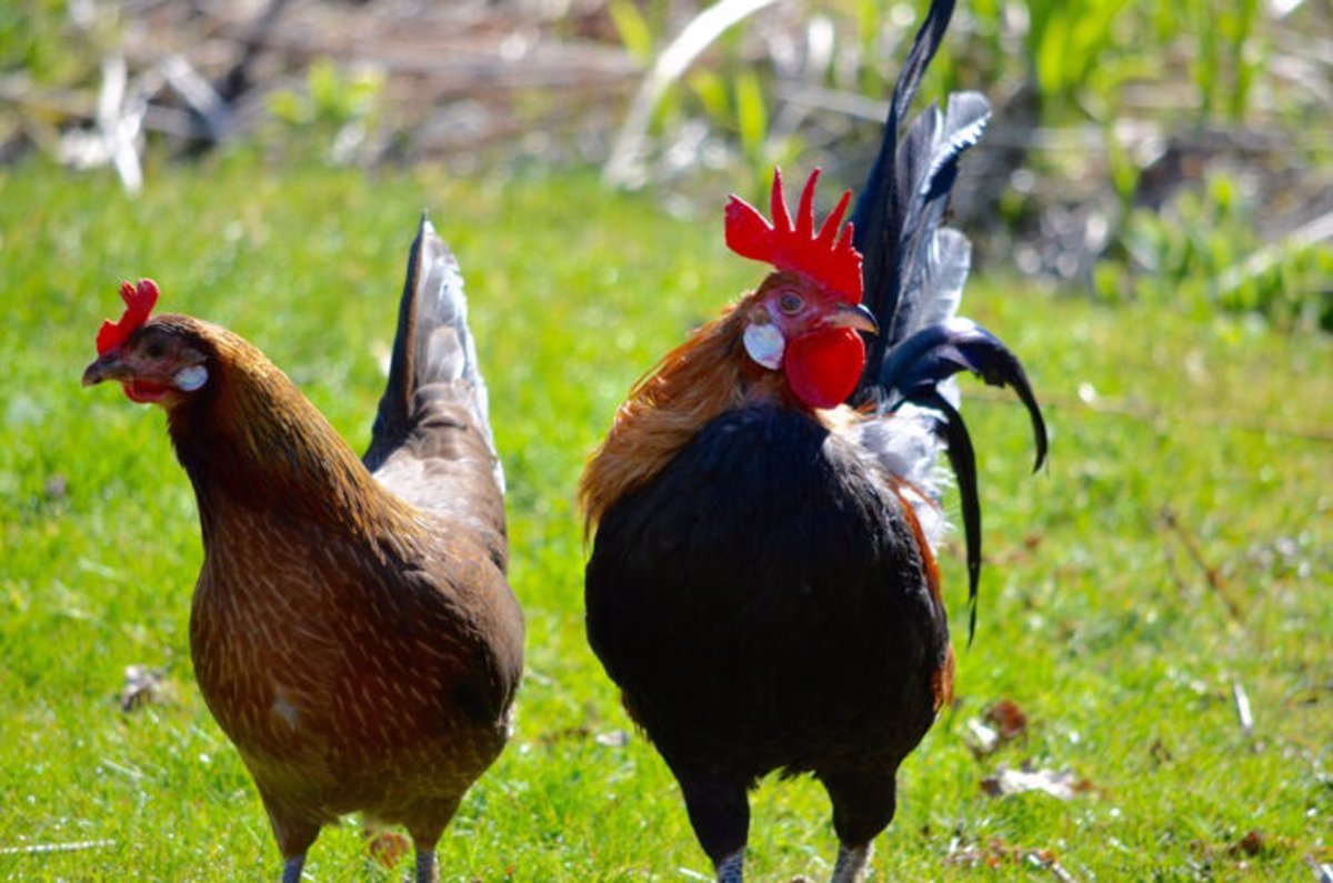 Los pollos domésticos tienen cerebros más pequeños