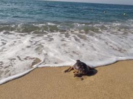 Liberadas 12 tortugas bobas en la playa de Castelldefels (Barcelona) que se encontraron el 2019