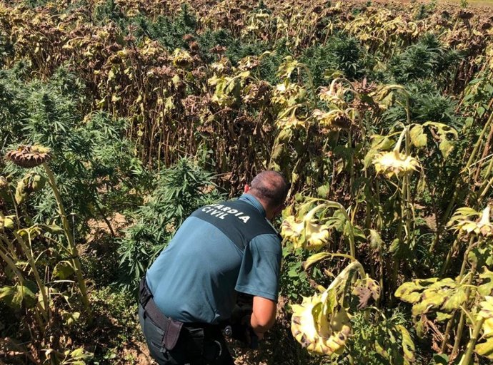 Plantación de marihuana intervenida por la Guardia Civil en Hernán Cortés (Badajoz)