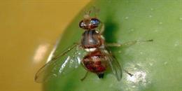 Mosca del olivo