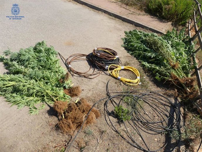Plantación de marihuana desmantelada en Ciudadela
