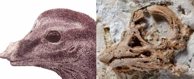 Embriones fósiles revelan cuernos de rinoceronte en los saurópodos