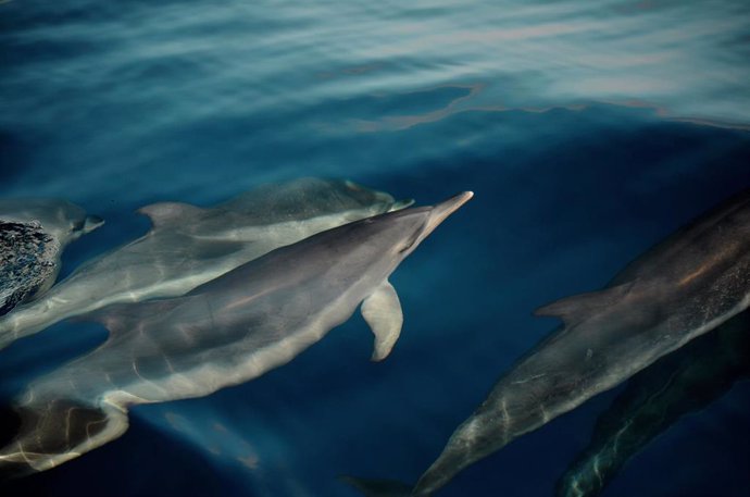 Delfín moteado en Fuerteventura