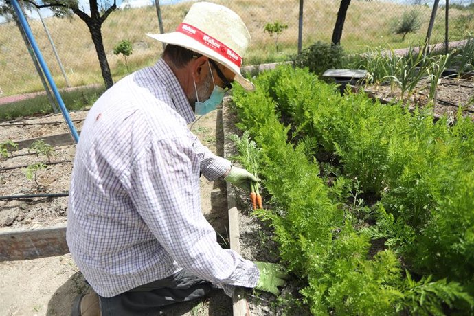 Un hombre recoge unas zanahorias en un huerto, en Madrid (España) a 11 de mayo de 2020.